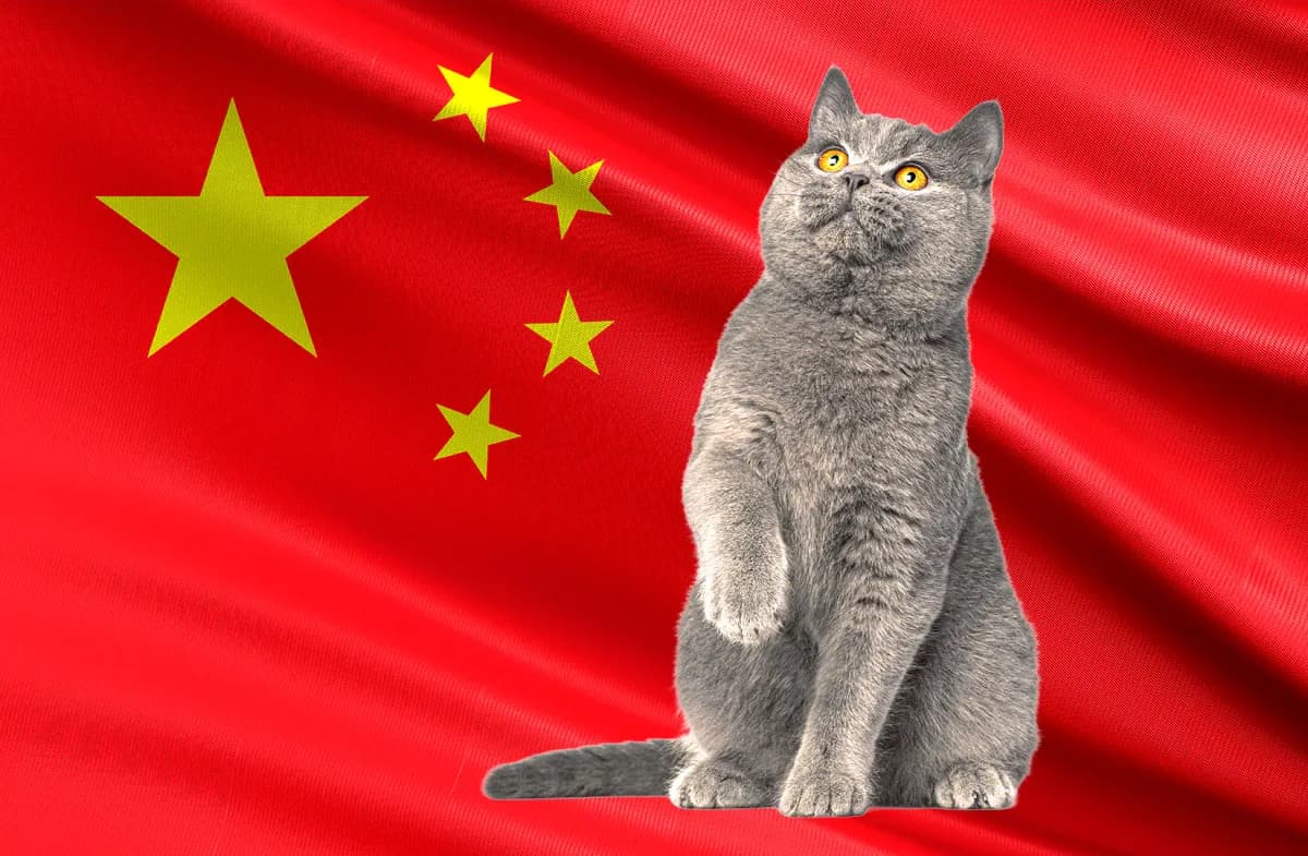 ‘Eyes gouged out’: Man paid crypto to torture and kill 1,500 cats, say activists after arrest