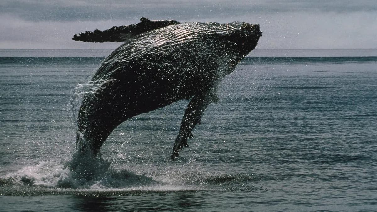 Bitcoin whales bought 270,000 BTC in two weeks even as ETFs bled a record $4 billion