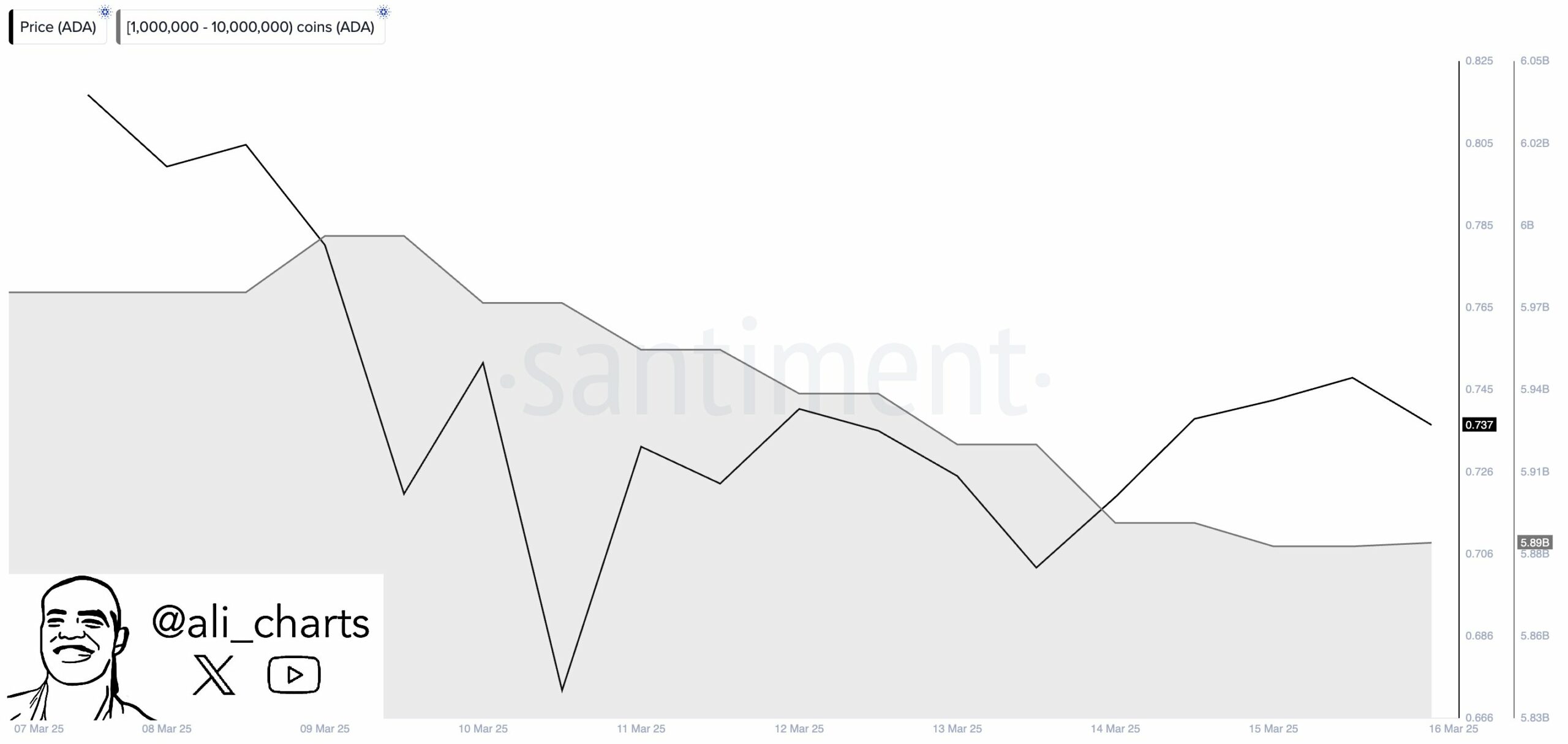 Cardano balinaları