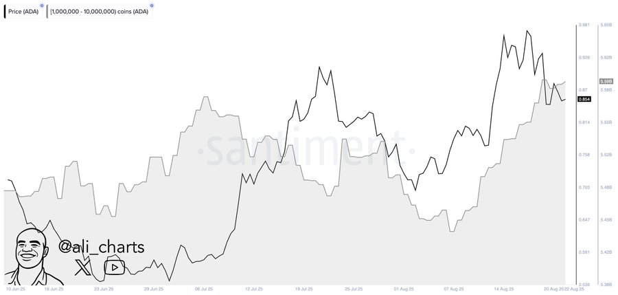 Cardano Could Reach $10 If $1.16 Becomes Support, Analysts Cite Whale Accumulation and 112M Transactions 2 AD 4nXcTTkVJjjzWFeNphIpx BoXfEE985V0AYaNeD5ECWwsQIAaGqtOXj42ZLv1fFyC5MFOMNU68hr Vwrt9gkdfFFig2c8tMtCe7N9XYcgKPwXE8sf6gPHX